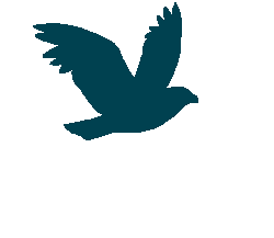 flying bird